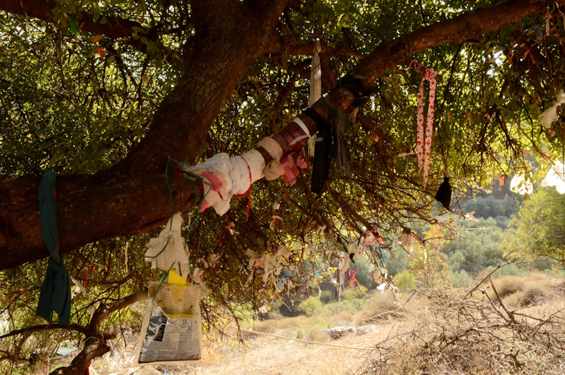 קשירת בדים לענפי עץ האלה שלצד קבר התנא יונתן בן עוזיאל בעמוקה, 2014