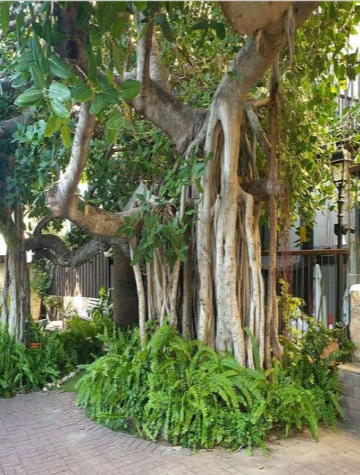 פיקוס בנגלי בחצר 'בית עמנואל', 2022