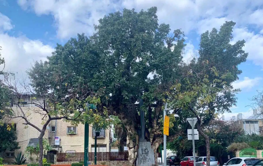 עץ השקמה העתיק ברחוב ציהתל"י, 2022