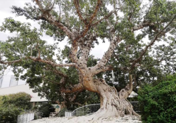 פיקוס השיקמה בגן יעקב, 2023