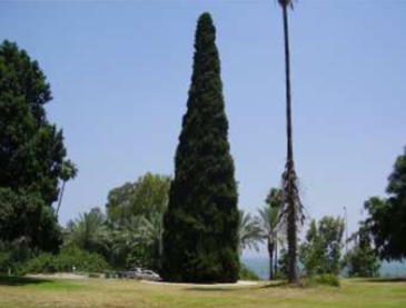 עץ המדינה בדגניה, 2008