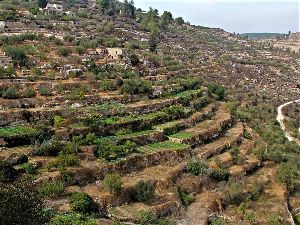 נוף תרבות חקלאית: טרסות חקלאיות ליד הכפר בתיר, הרי יהודה