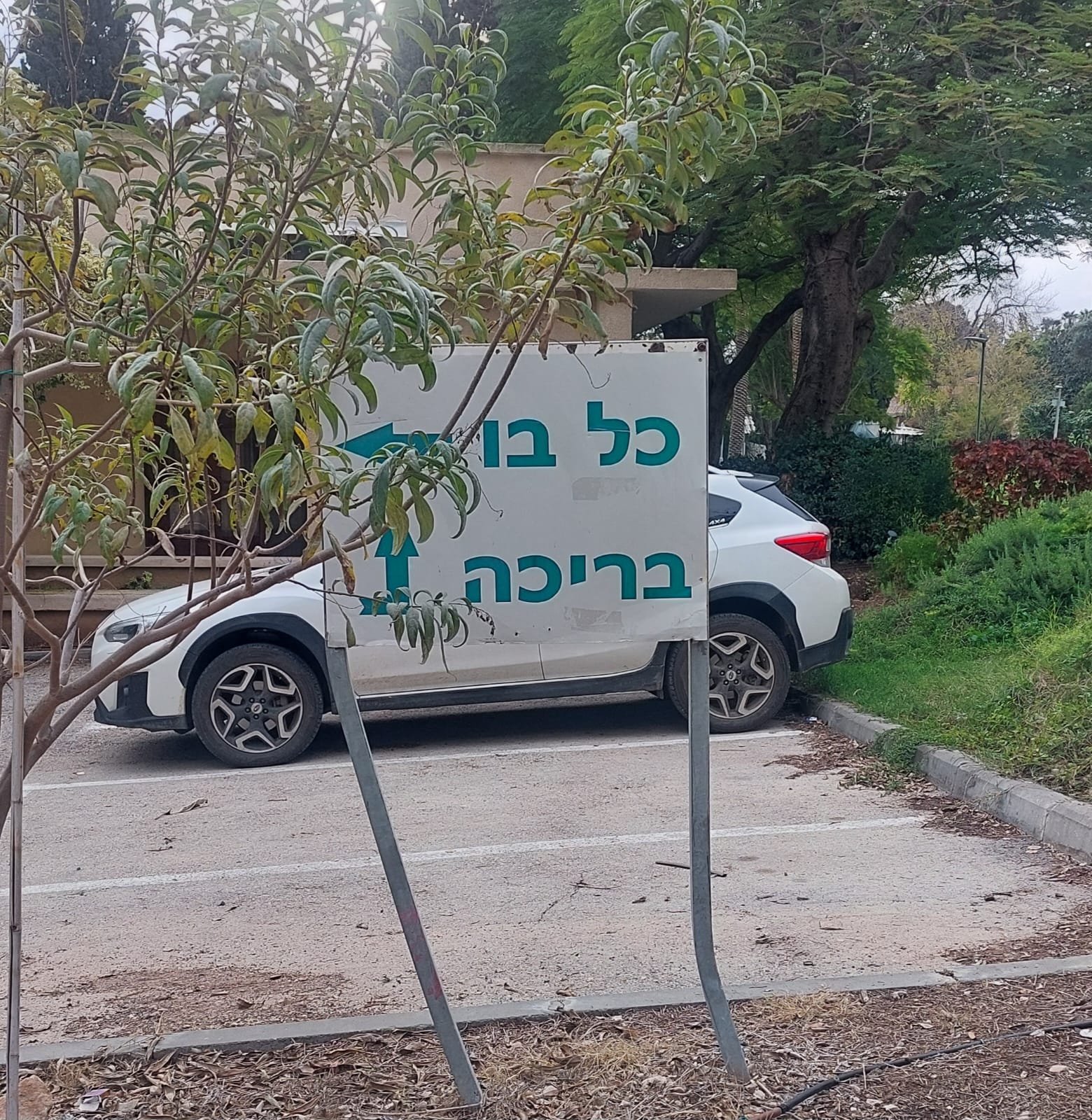 ניר דוד
