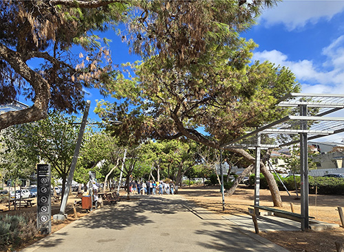 חורשת עצי אורן לאורך השדרה