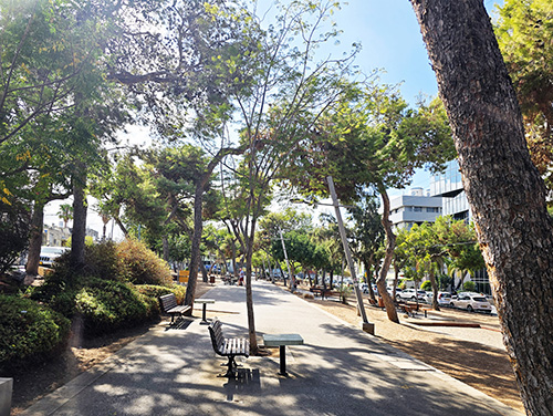 חורשת עצי אורן לאורך השדרה