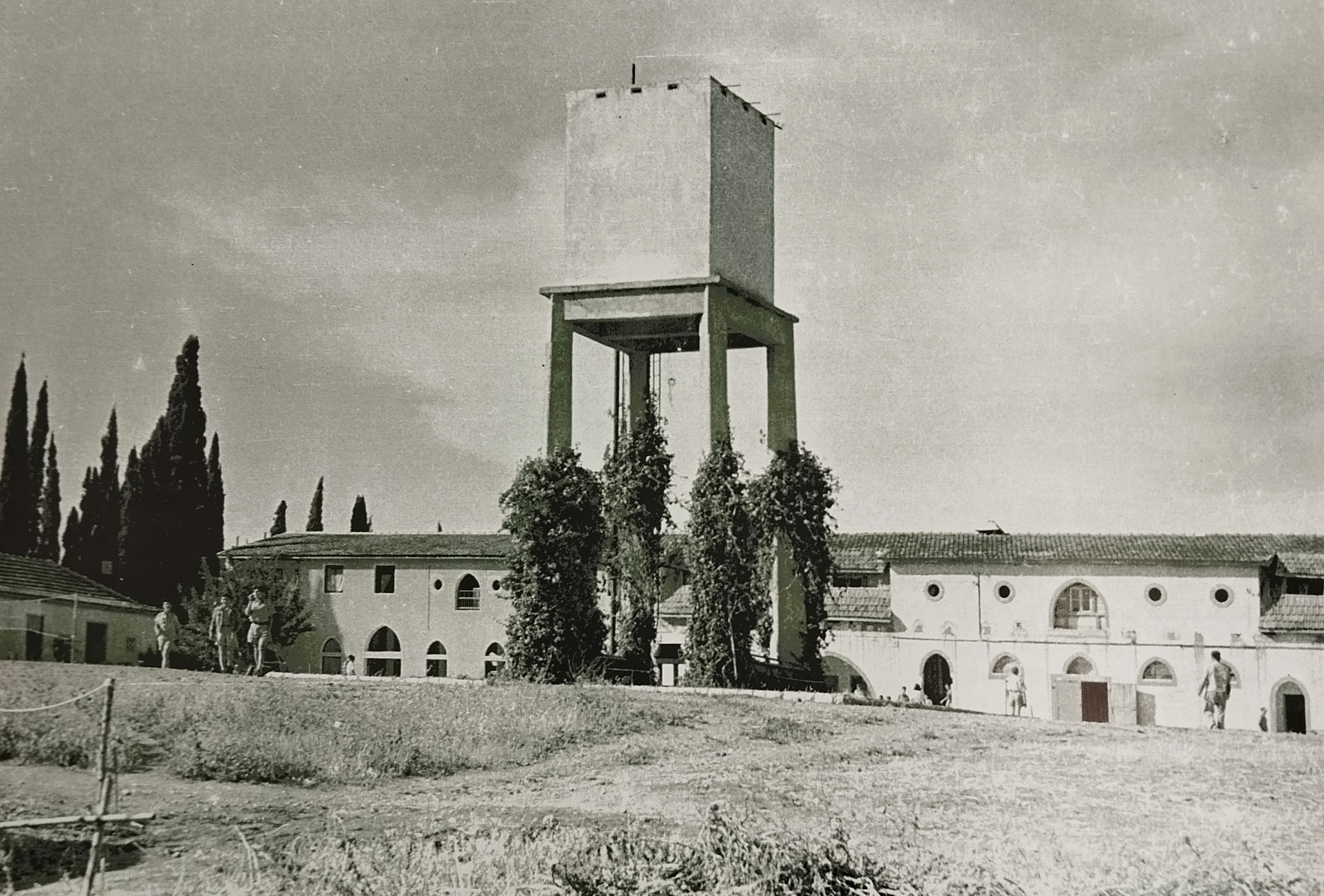שעוננית מטפסת על העמודים,  1946, צילום: עלי בראון  