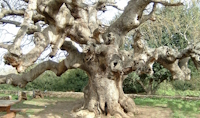 אלה ענקית, צילום: אבי אביב, 2009